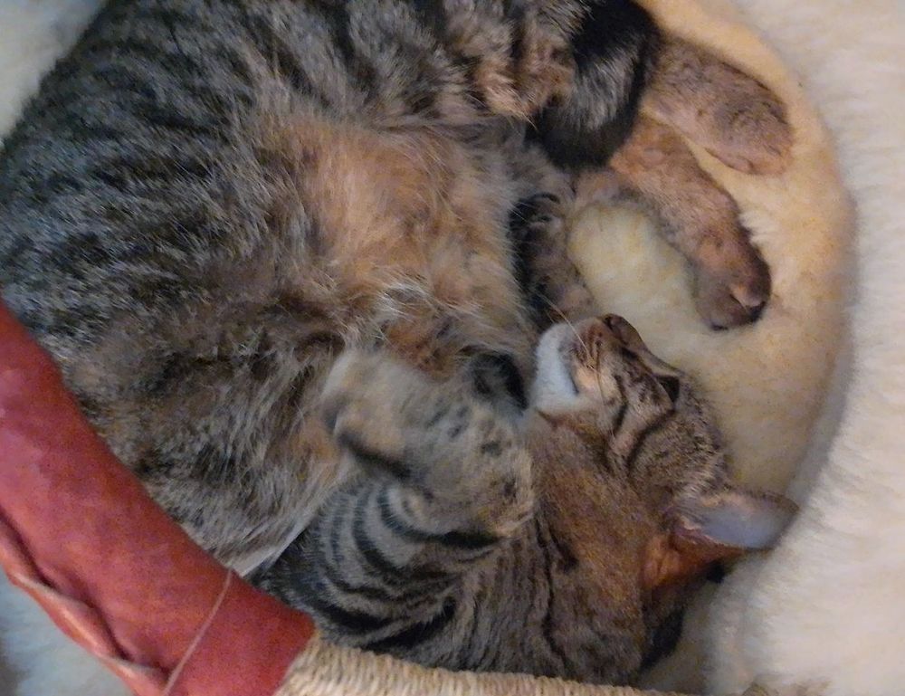 is lescohid herbicide the best for grass