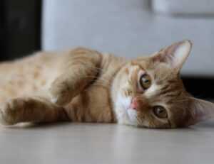 bitclassic applewhite