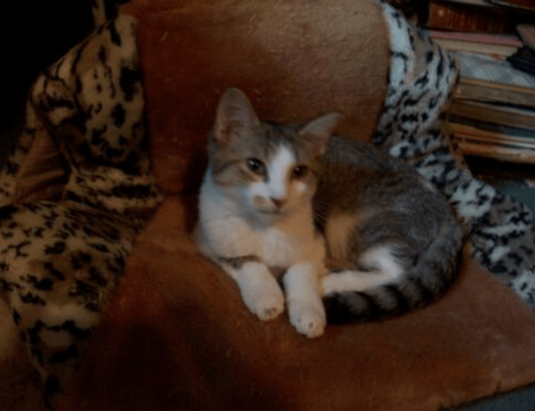 dadeschhols.net login