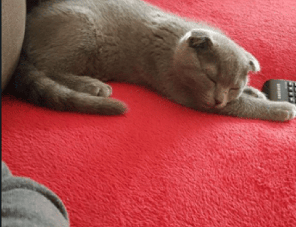 python sdk25.5a burn lag