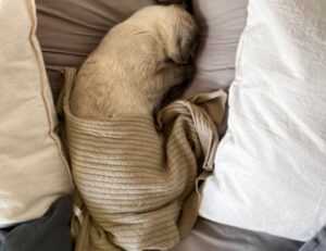 to find yr-ws486rp-gtr