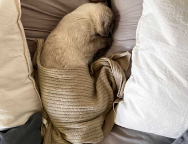 to find yr-ws486rp-gtr