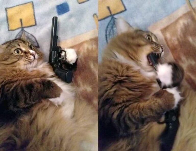 zg 91-565458 on food