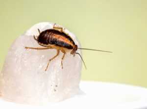 How to Keep Your Gym Pest Free Fntkgym